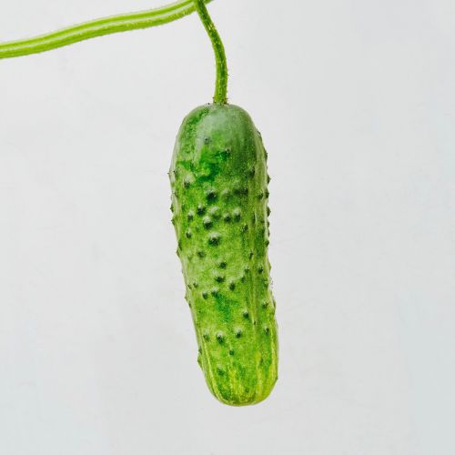 7082 cucumber - row 7 seeds - baldor foods