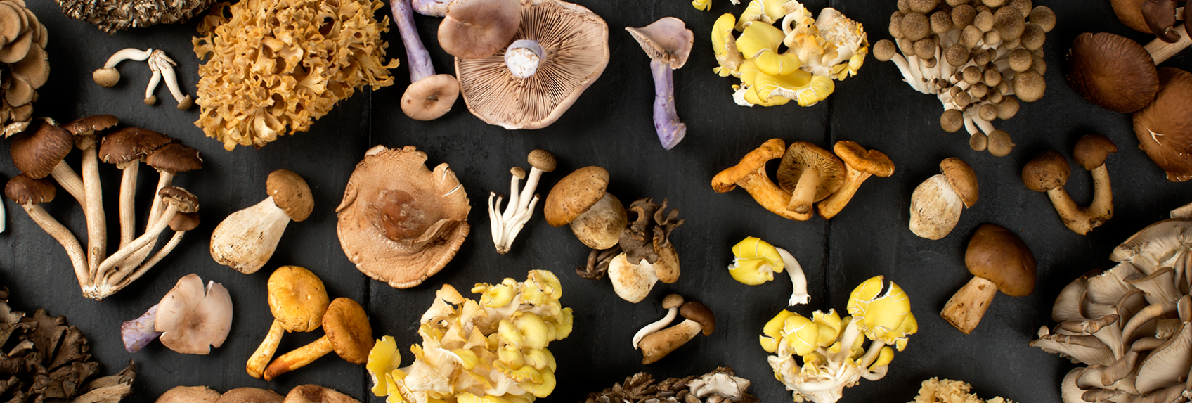 The Ultimate Guide to Winter Wild Mushrooms