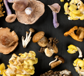 The Ultimate Guide to Winter Wild Mushrooms
