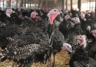 Let's Talk Turkeys: Preparing for Thanksgiving 2022