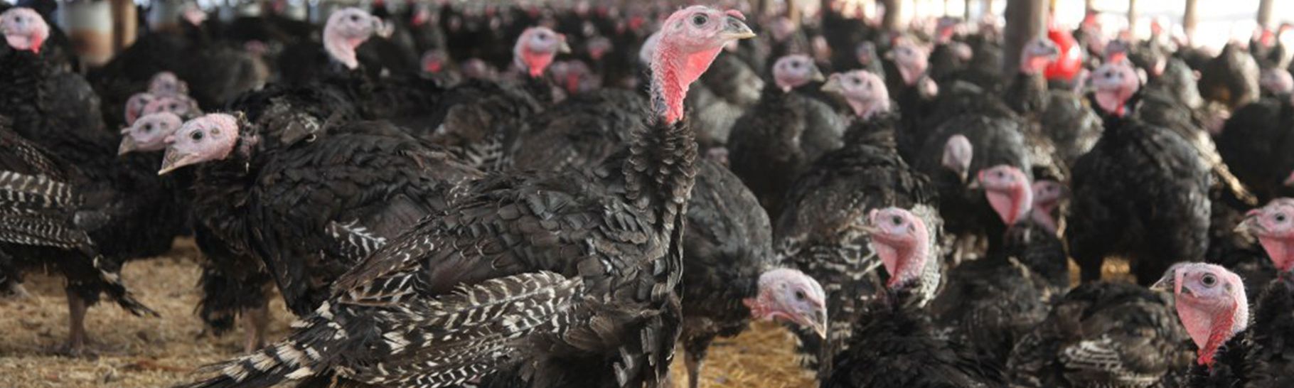 Let's Talk Turkeys: Preparing for Thanksgiving 2022