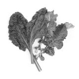 Shredded Green Kale