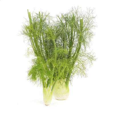 Fennel