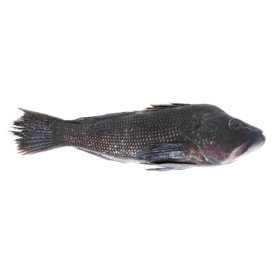 Black Sea Bass