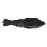 Whole Wild Black Sea Bass