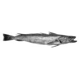 Wild Atlantic Hake Filet