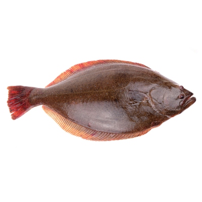 Halibut