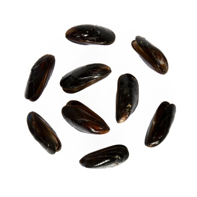 Mussels