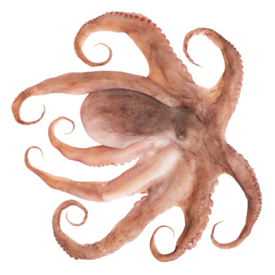 Octopus