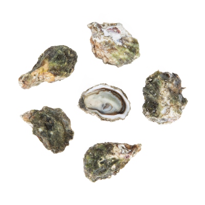 Oysters