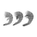 Tail On Peeled & Deveined Farmed U12 Shrimp