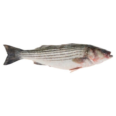 Striped Sea Bass
