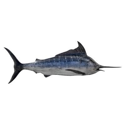 Swordfish