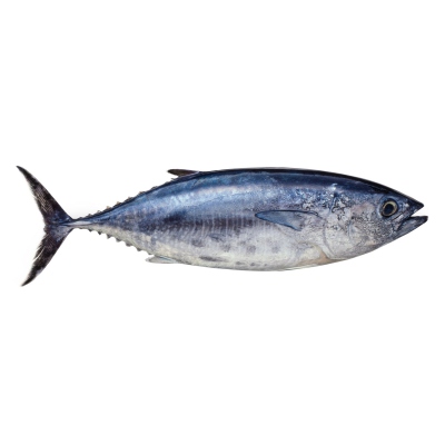 Tuna