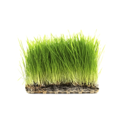 Sprouts & Wheatgrass