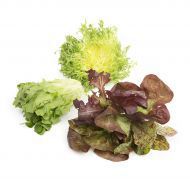 Lettuce & Salads