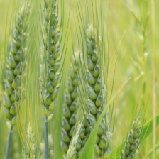 Community Grains