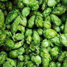 Wicked Weed Brewing
