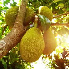 The Jackfruit Company