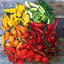 Kitchen Garden Farm