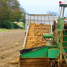 North Fork Potato Chips