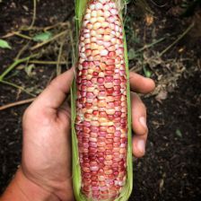 Alewife Farm