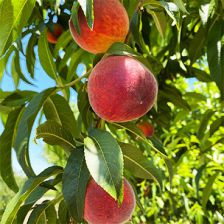 Galpin Family Farms