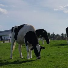 Arethusa Farm Dairy