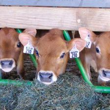 Spring Brook Farms