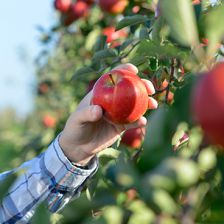 Apples From New York