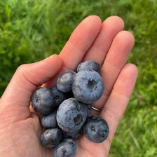 Northstar Blueberry Farm