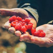 Ward's Berry Farm