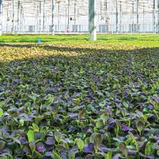 Koppert Cress - Flavour Fields