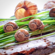 Peconic Escargot