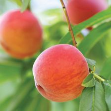 Scholl Orchards