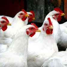 Senat Poultry