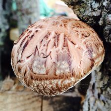 Martha's Vineyard Mycological