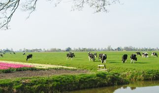 Beemster Premium Dutch Cheese