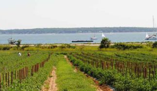 Latham Farms