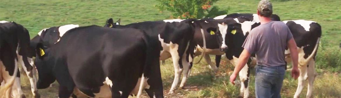 Clover Farms Dairy                        