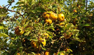 Descendant Cider