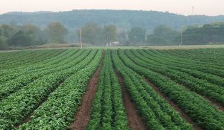 Alewife Farm