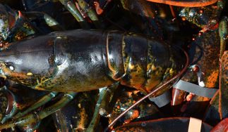 Greenhead Lobster