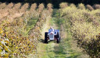 Buzzard Crest Vineyards