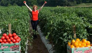 Lucky's Real Tomatoes