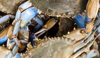 Conrad's Crabs & Seafood Market