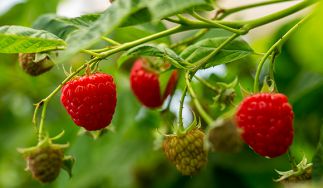 California Giant Berry Farms