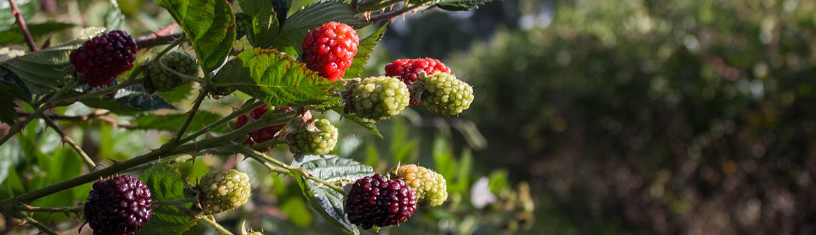 California Giant Berry Farms | Farms & Partners | Baldor Specialty Foods