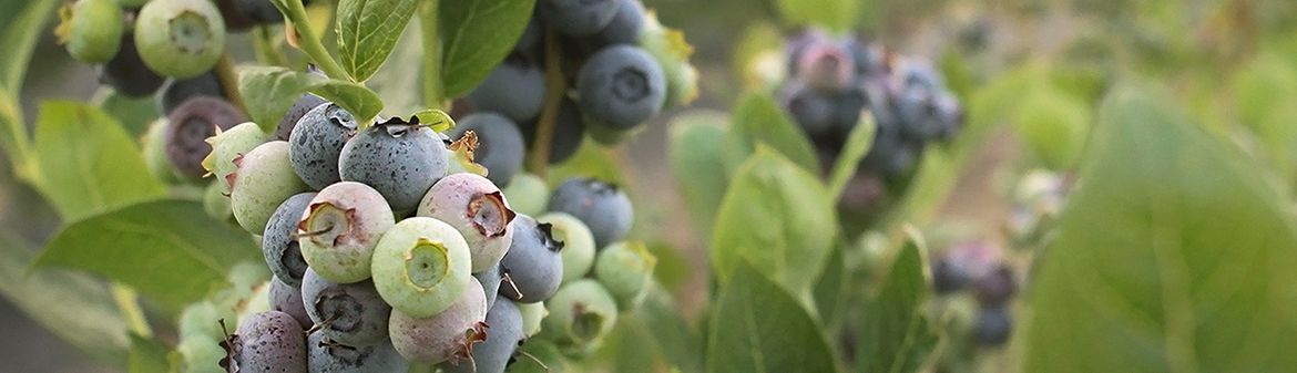 California Giant Berry Farms | Farms 