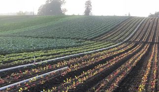 Tomatero Organic Farm